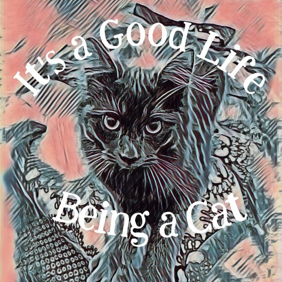 Meet your Posher, Caeli - Picture 3 of 16